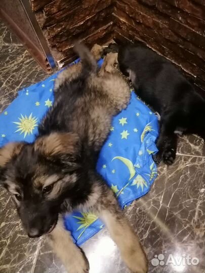 Чебурашка щенок девочка под стерилизацию