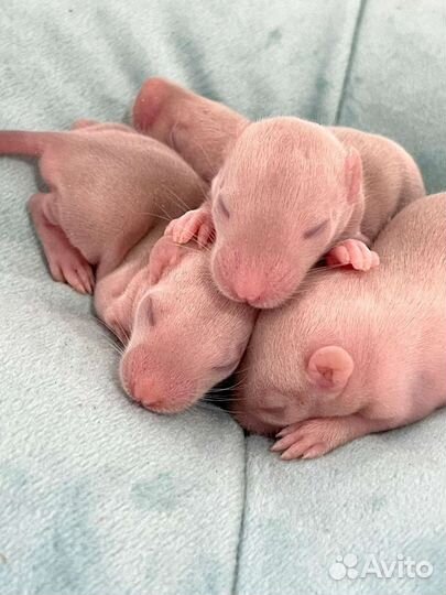 Крысята дамбо рекс