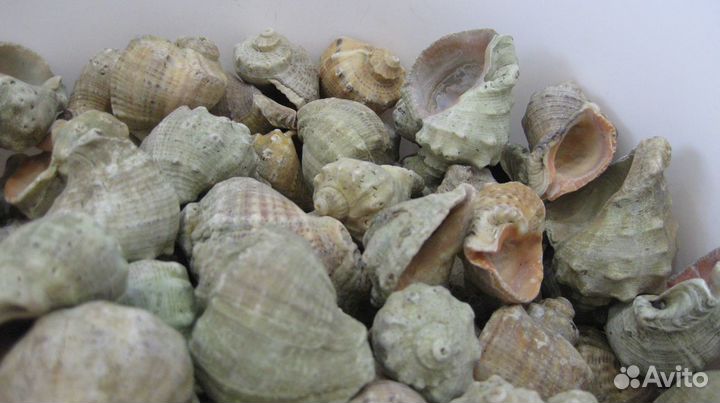 Морские ракушки