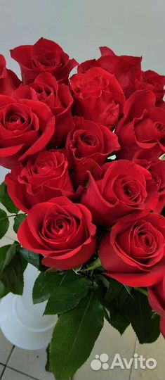 Роза Эквадор