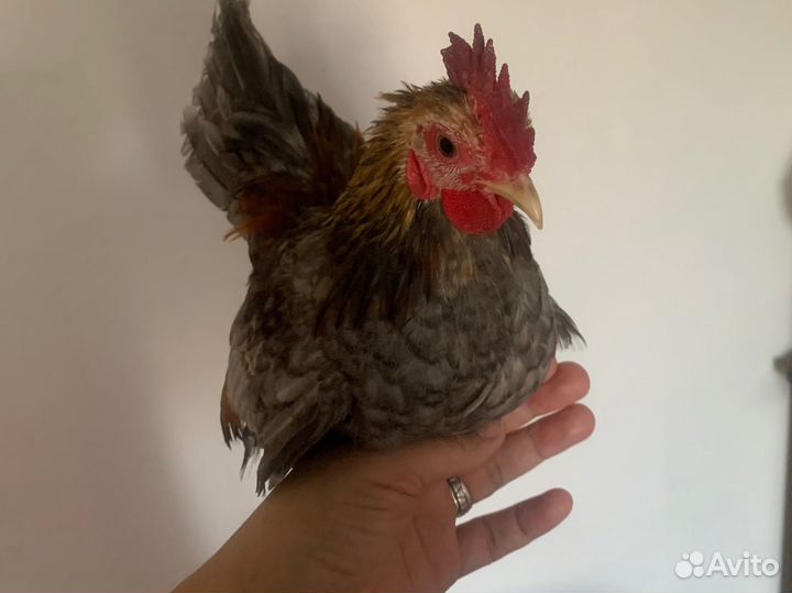 Серама, Вергинский, Калифорнийский