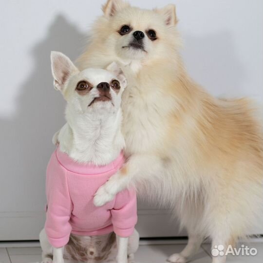 Аниматоры Детские праздники Шоу собачек Анапа