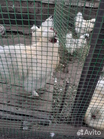 Петух китайский шелковый