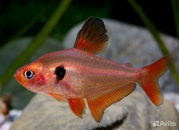 Минора (арт 6012)