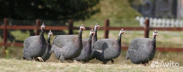Инкубационное яйцо цесарки бройлерной