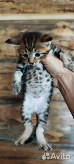 Котята в добрые руки бесплатно