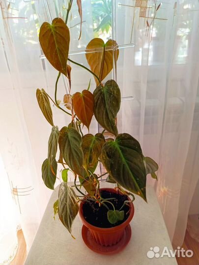 Филодендрон