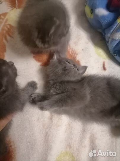 Котята в добрые руки бесплатно