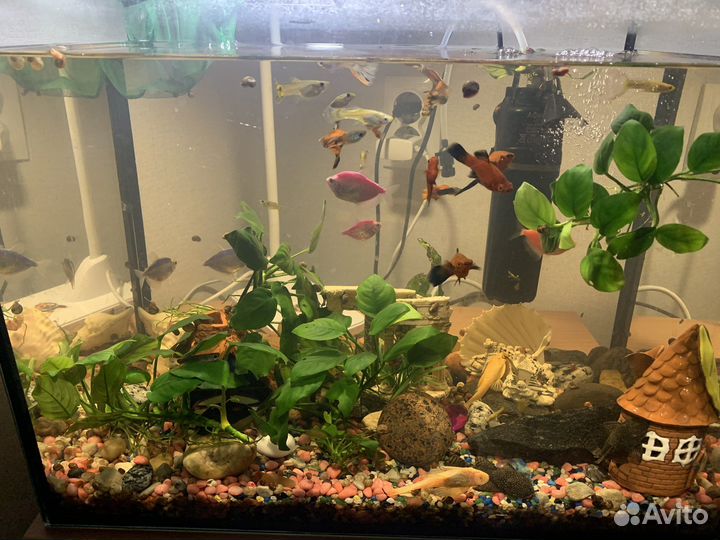 Аквариум