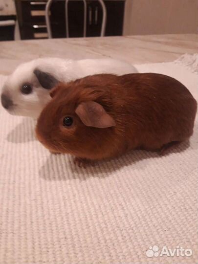 Морские свинки породистые