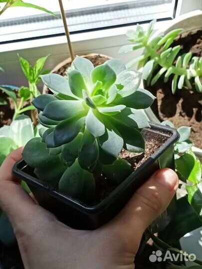 Цветы для декора