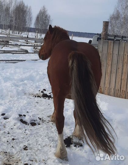 Продажа или обмен жеребца