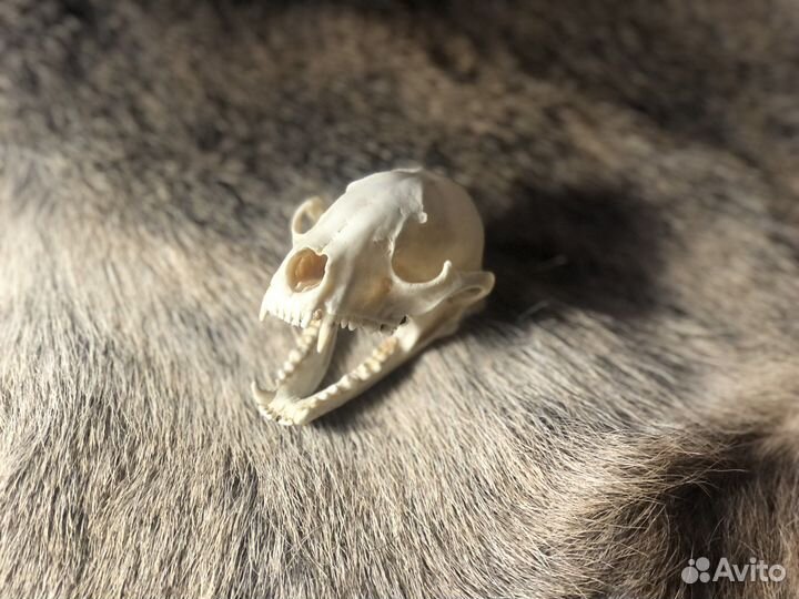 Шкурки,крылья,лапки,чучела.Таксидермия