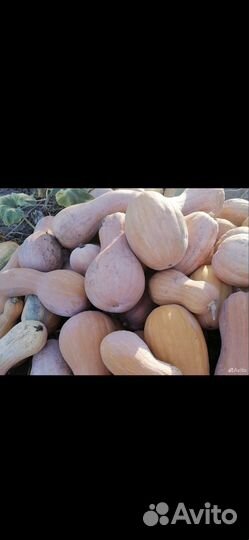 Арбуз икар,русская березка и тыква гитара