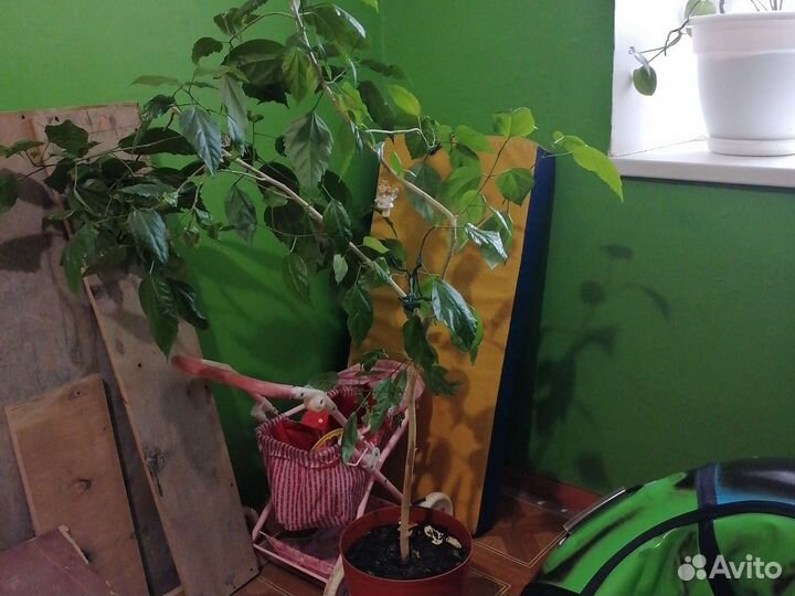 Китайская роза