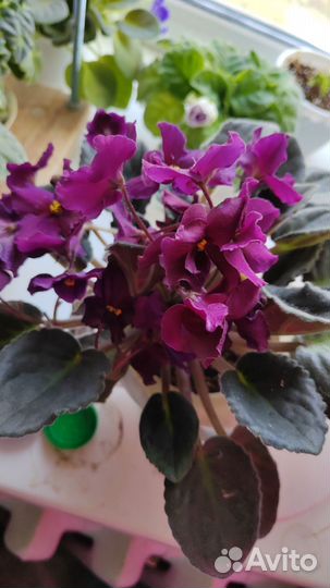 Набор сортовых фиалок - лист