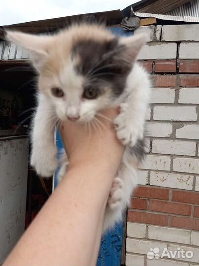 Кошки в добрые руки