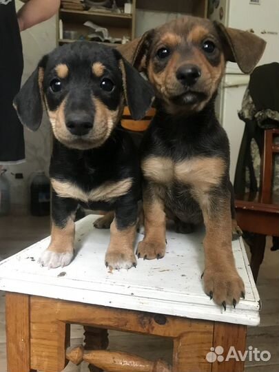 Щенки таксы