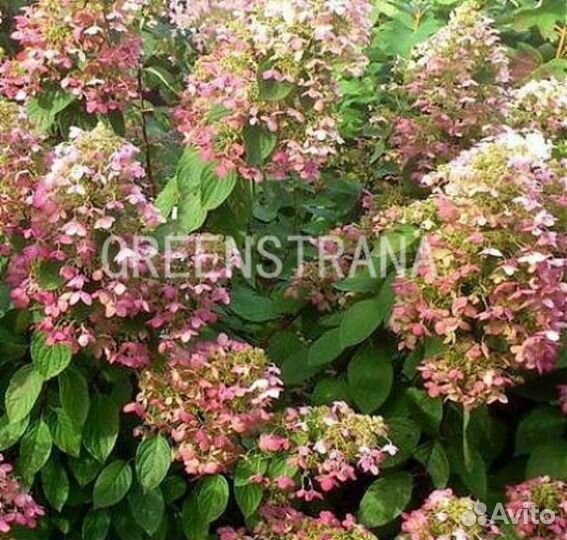 Гортензия метельчатая Angels Blush/C3
