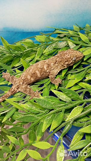 Бананоед Гигантский