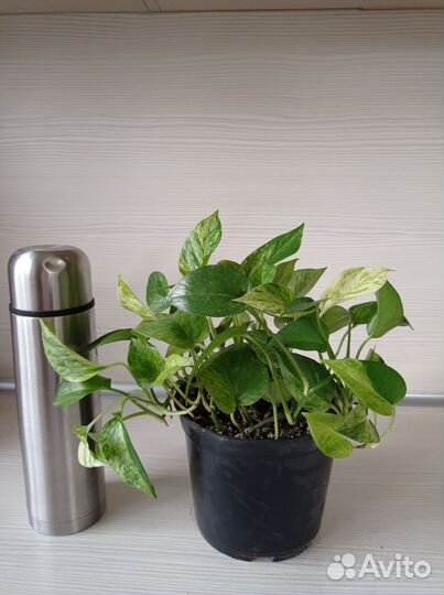 Сциндапсус