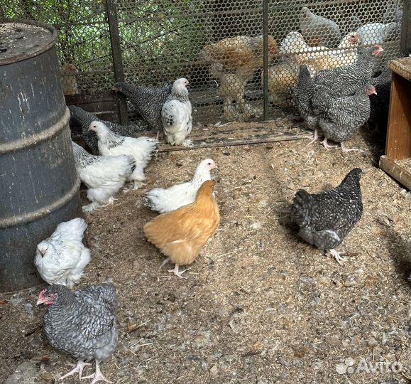 Цыплята брама колумбийская, орпингтон полосатый