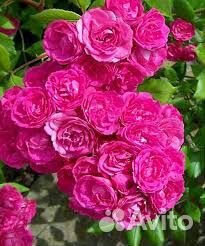 Розы в ассортименте