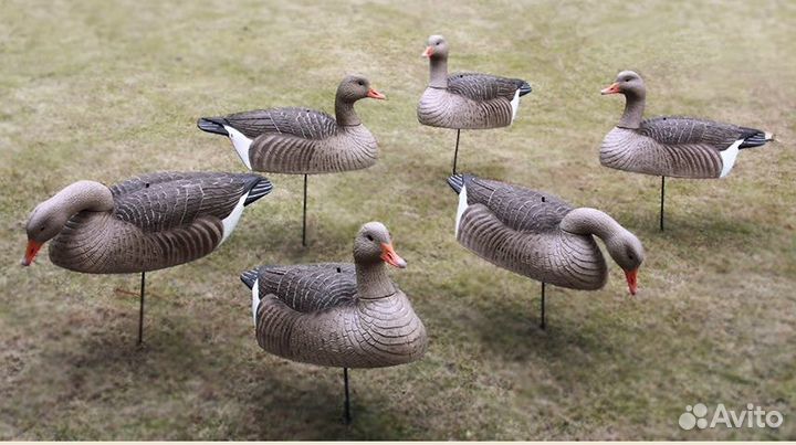 Скорлупки серого гуся GHG