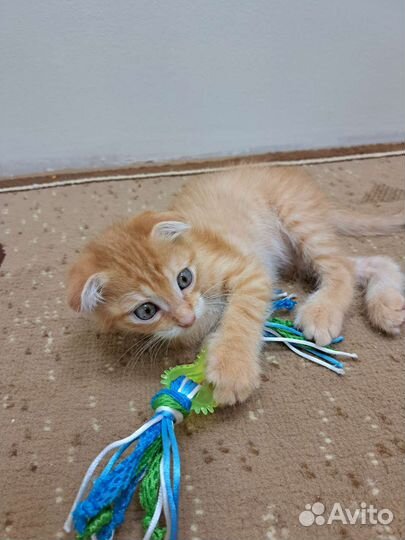 Вислоухий котёнок в добрые руки