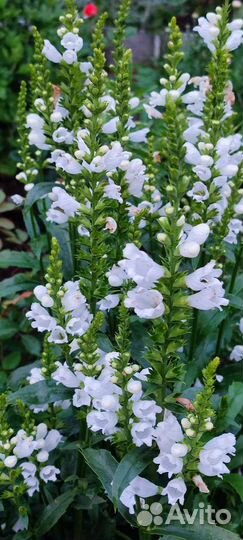 Садовые растения