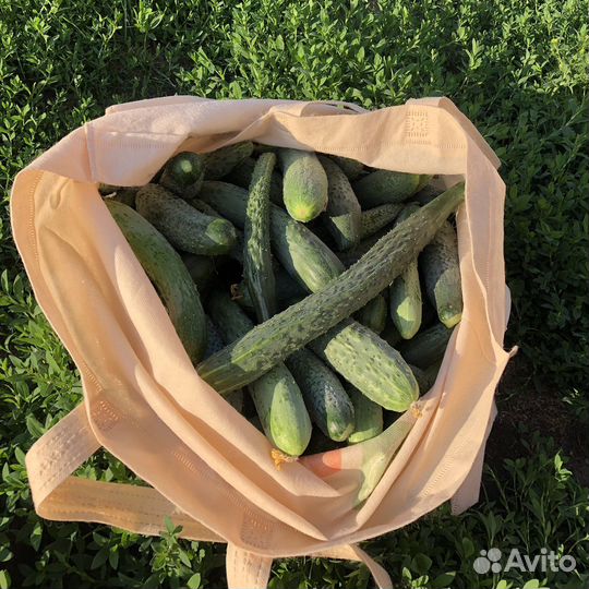 Огурцы домашние