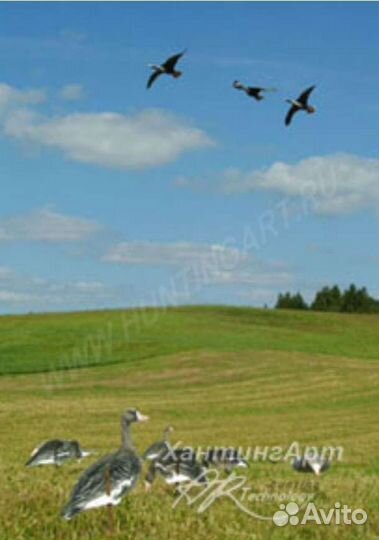 Приманка. Воздушный змей-Белолобый гусь. Приманка