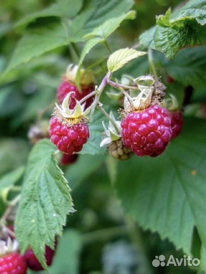 Саженцы малины