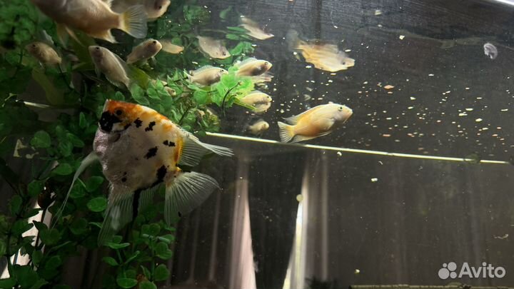 Аквариумные рыбки