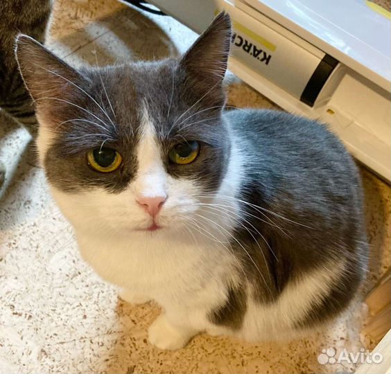 Сонечка ищет дом