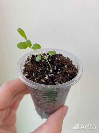 Пряные травы