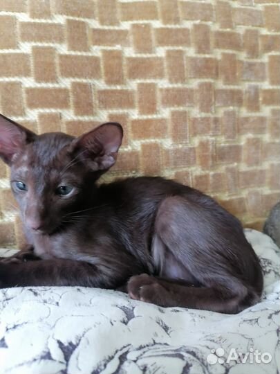 Ориентальные котята