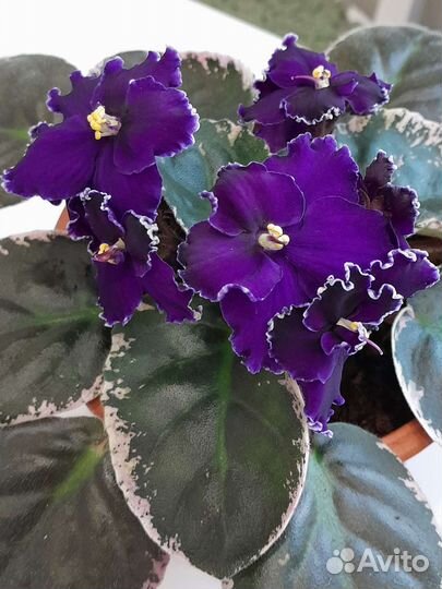 Сортовые фиалки