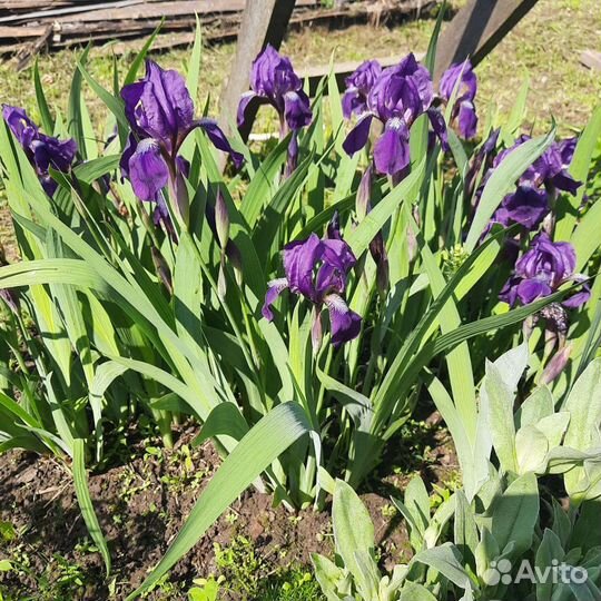 Ирисы,примула,энотера,астильба