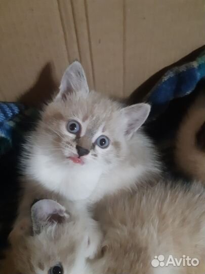 Котята в дар