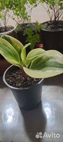 Комнатные растения