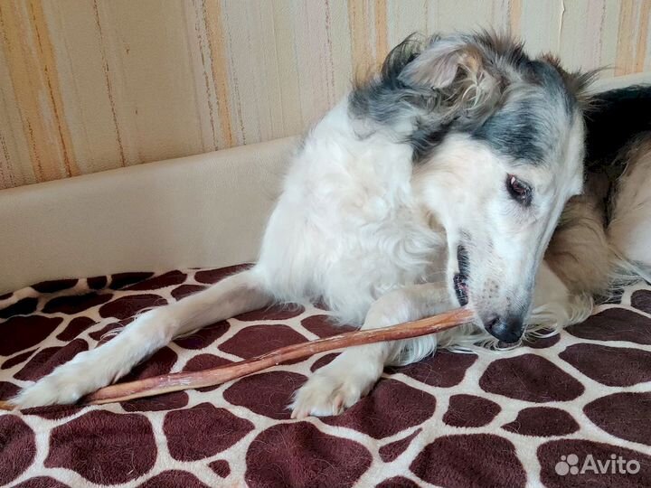 Корм для собаки. Сертифицированные