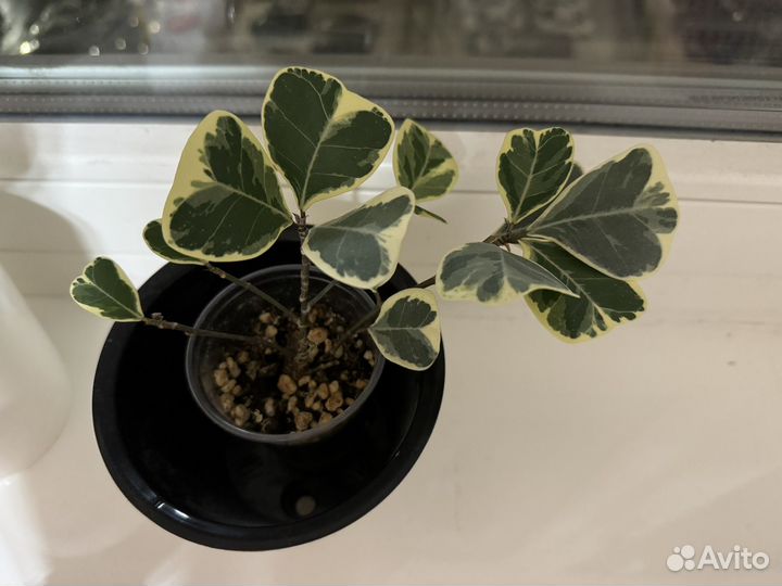 Фикус триангулярис