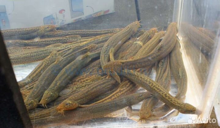 Малёк Вьюна Почистить дно водоема Доставка