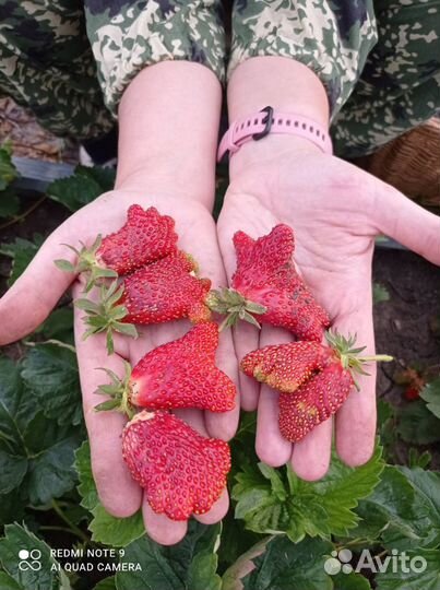 Клубника Купчиха и Чудо мира