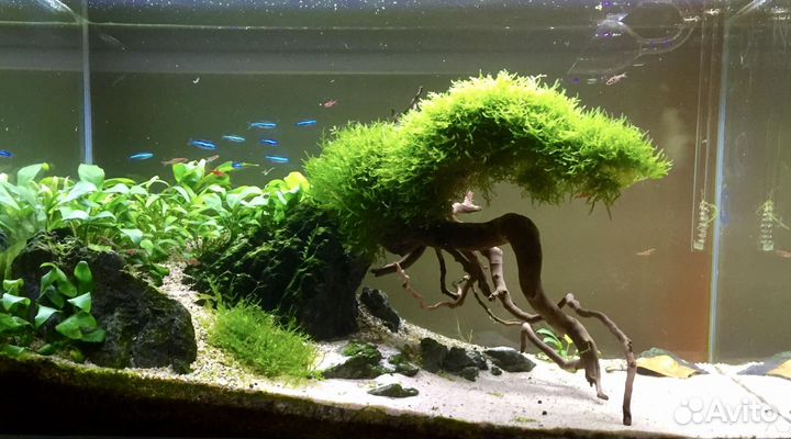 Яванский мох