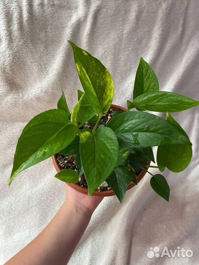 Ароидные и хойи