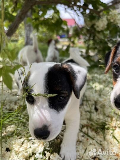 Девочка Джек Рассел терьер с документами
