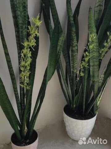 Сансевиерия Тещин язык Щучий хвост