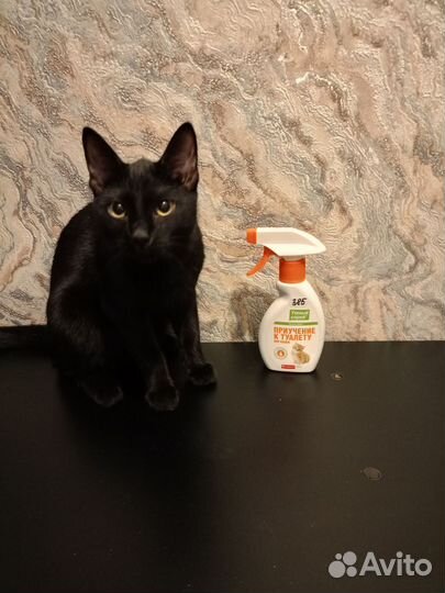 Спрей для приучивания к туалету кошек